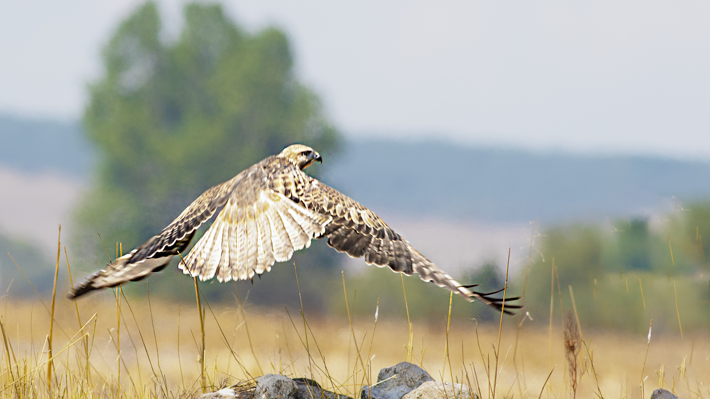 Long-legged Buzzard